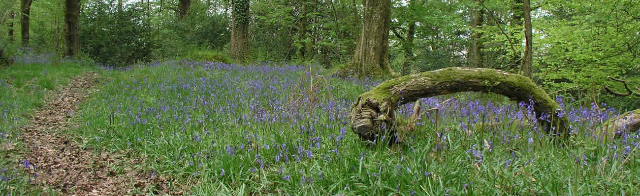 long_moss_wood_bluebells_1.jpg